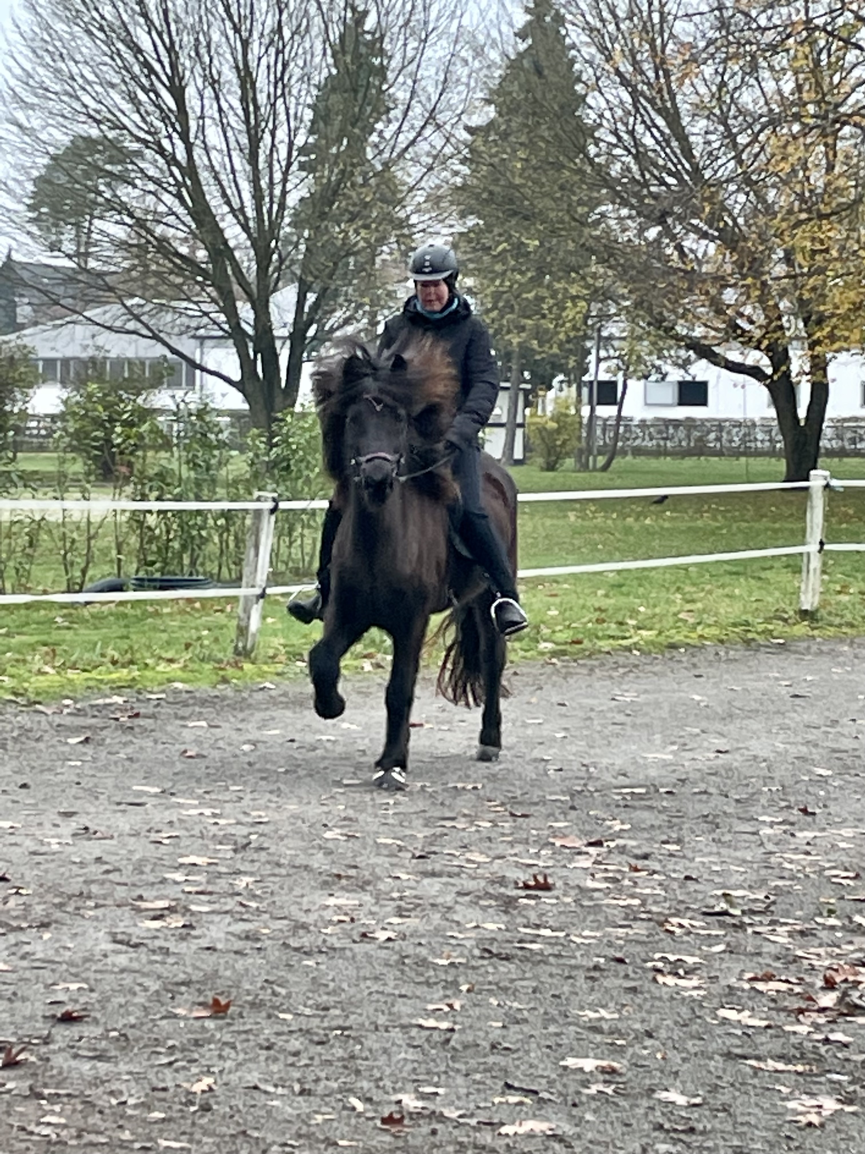 Wind in der Mähne